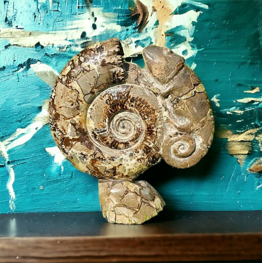 Large Septarian Ammonite Crystal Carving Lizard