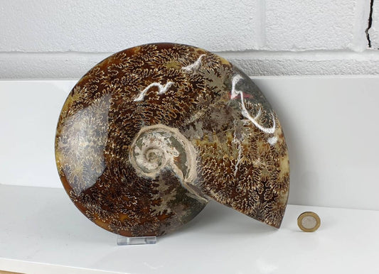 14) Ammonite Fossil Cleoniceras Whole