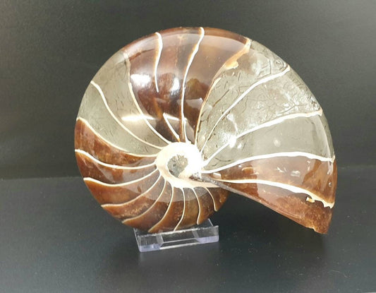 7) Large Nautilus Fossil