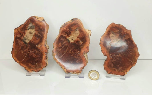 3) Fossil Wood Slice Set - Petrified Wood - Madagascar