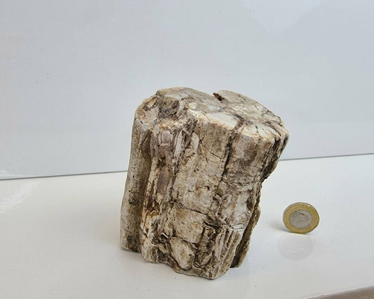 28) Fossil Wood Branch / Stump - Petrified