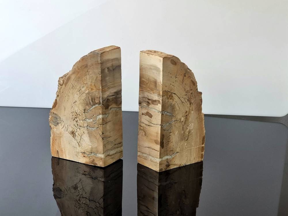 large fossil wood bookends