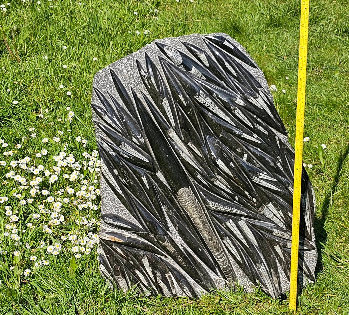 Extra Large Orthoceras Fossil Plate