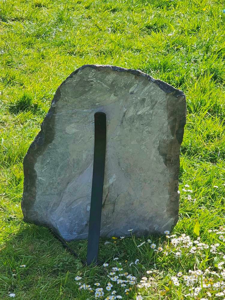 Extra Large Orthoceras Fossil Plate