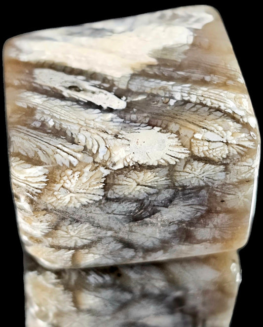 Rare Agate Coral Crystal Fossil - UK Tumblestone  (#15)