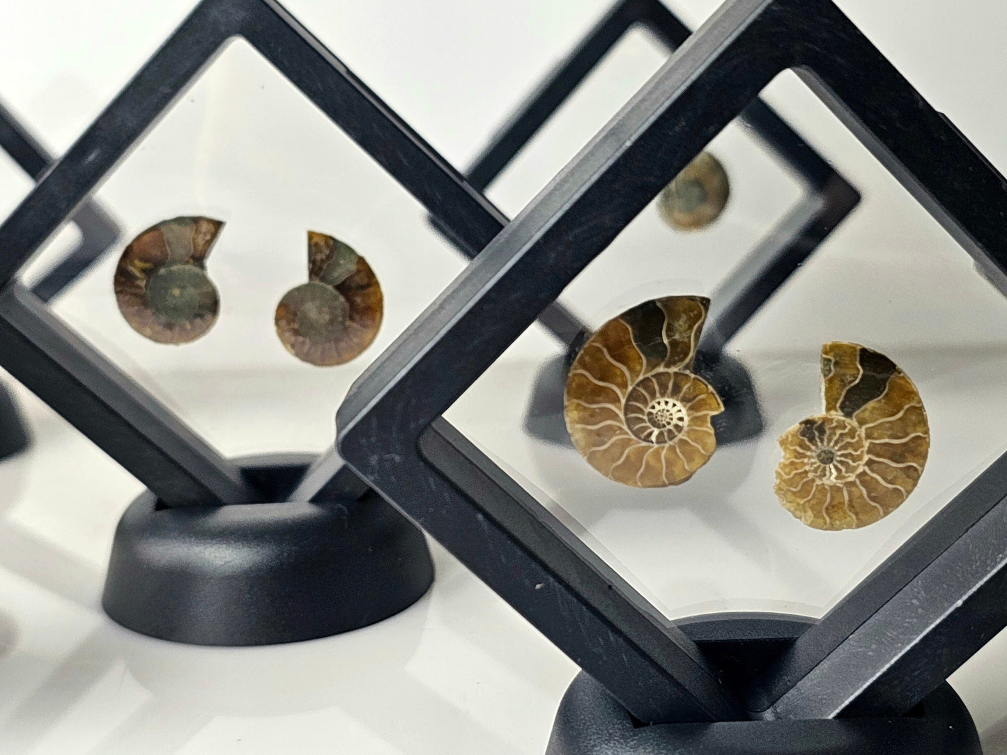 Ammonite fossil pair in display case