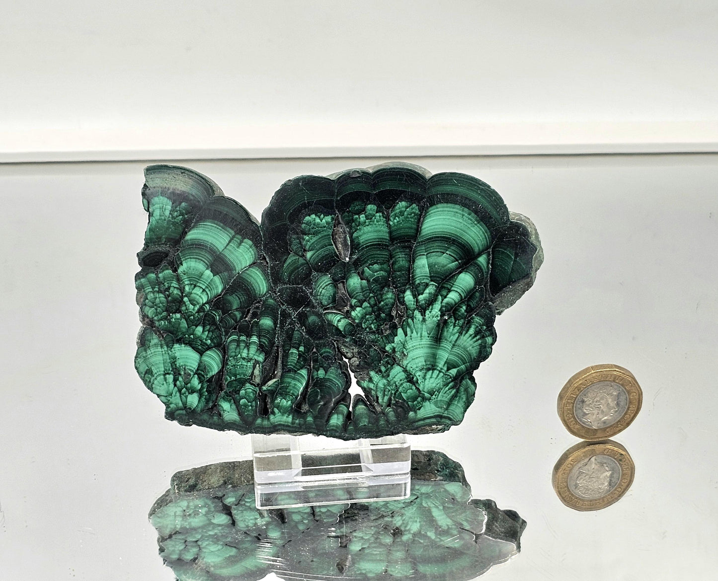 Glossy malachite crystal slice with vivid green swirling layers