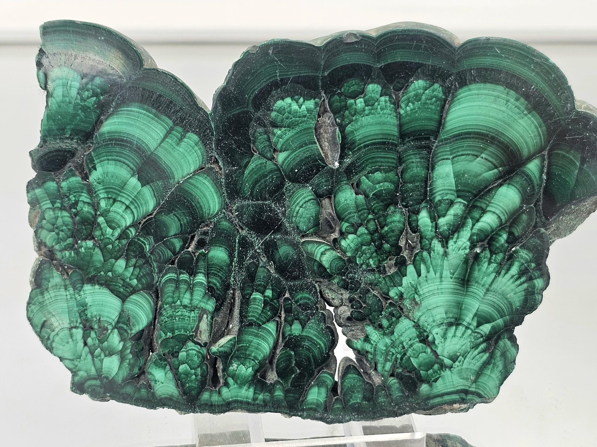 High-grade malachite slice with intricate banding and rich green tones.