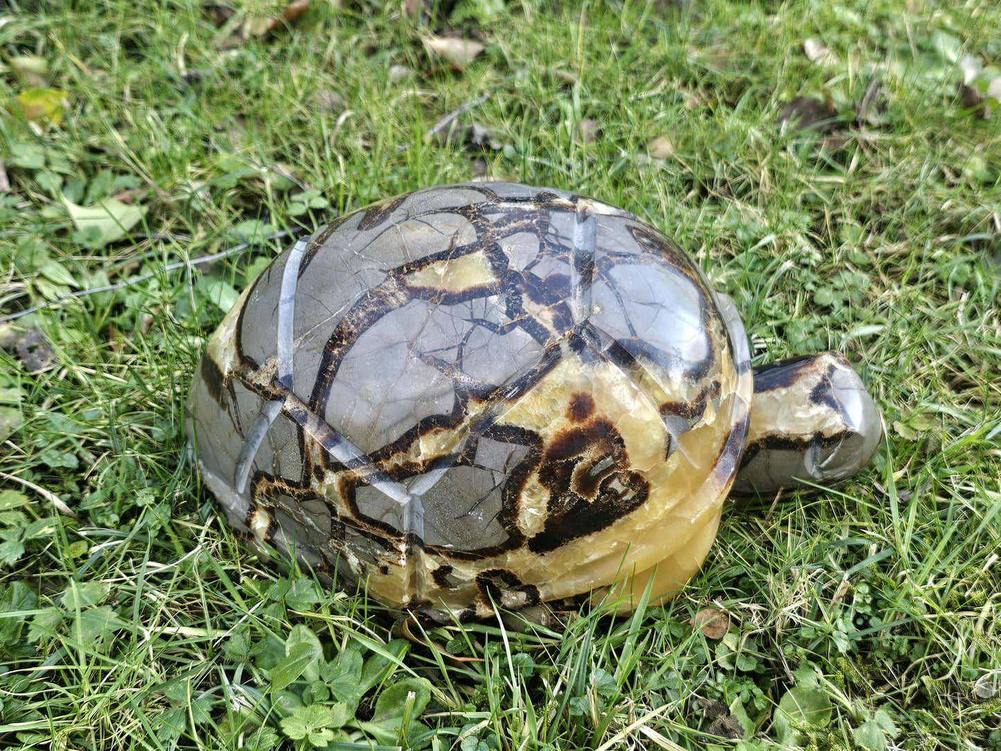 Extra Large Septarian Turtle Crystal Carving