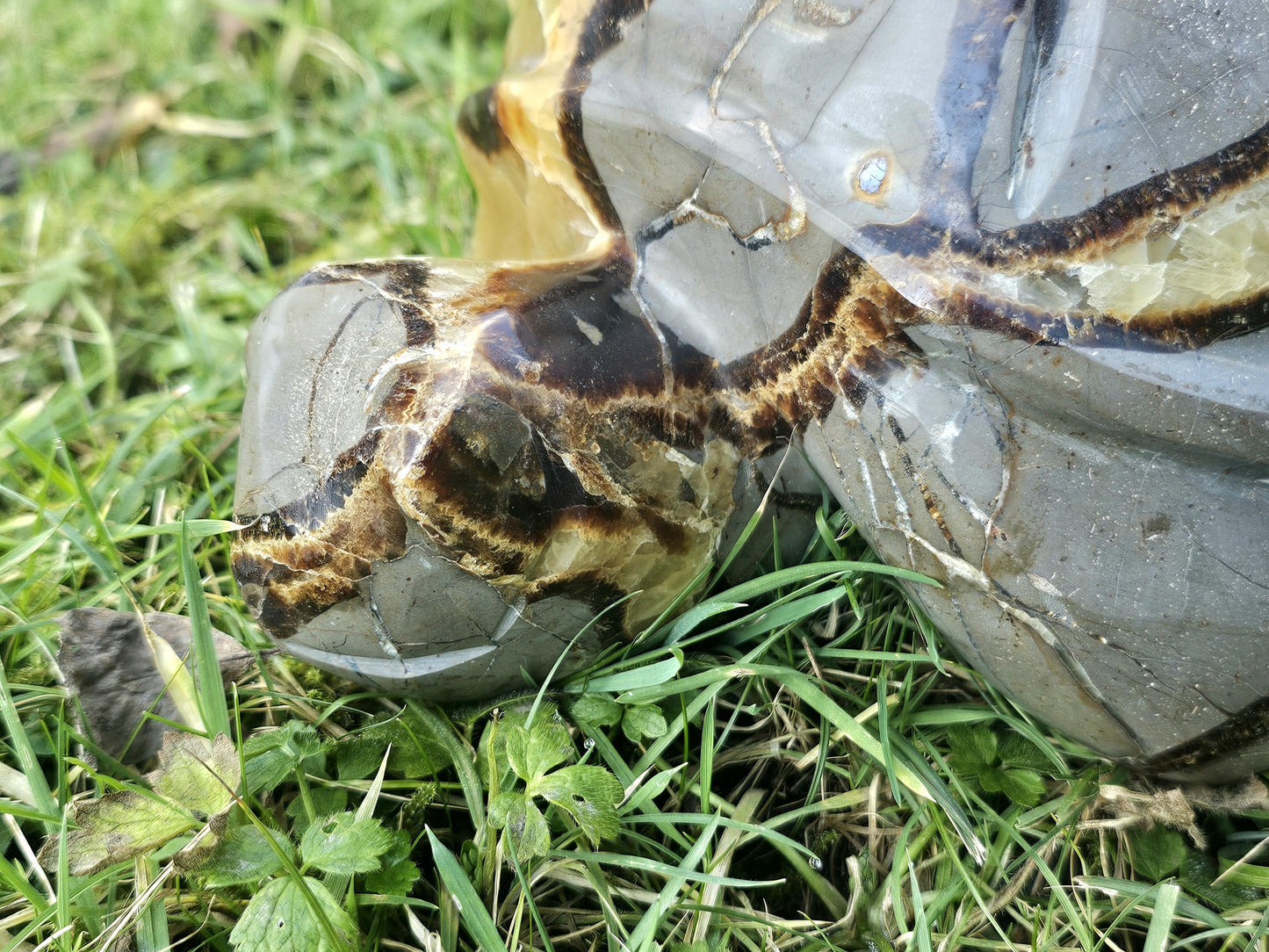 Extra Large Septarian Turtle Crystal Carving