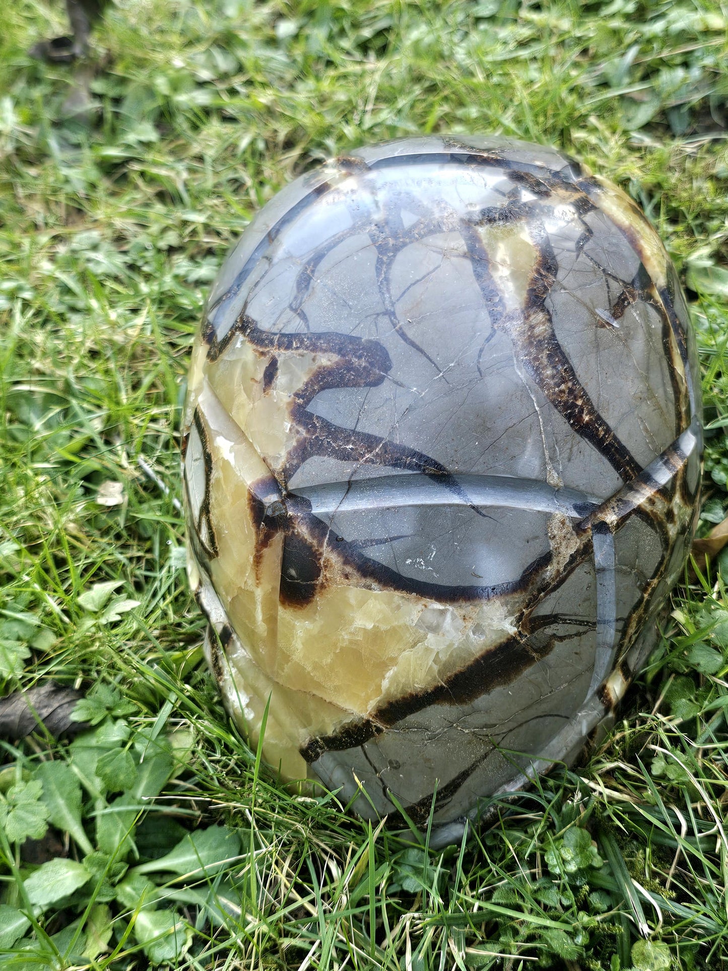 Extra Large Septarian Turtle Crystal Carving