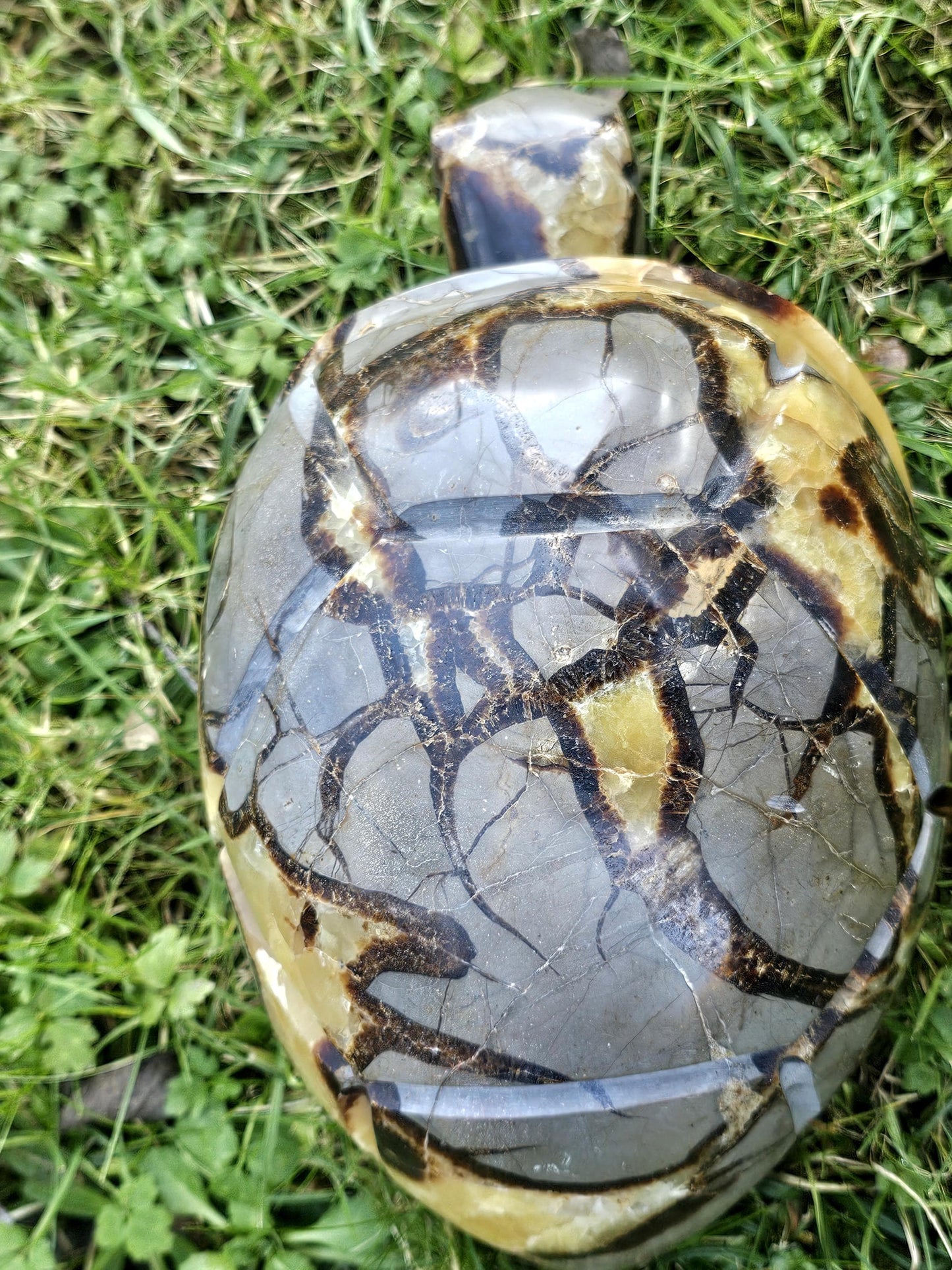 Extra Large Septarian Turtle Crystal Carving