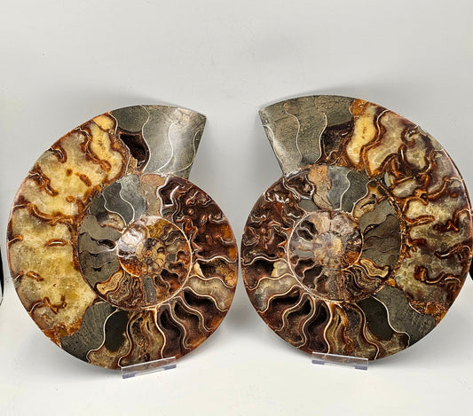 Extra Large Ammonite Fossil Pair