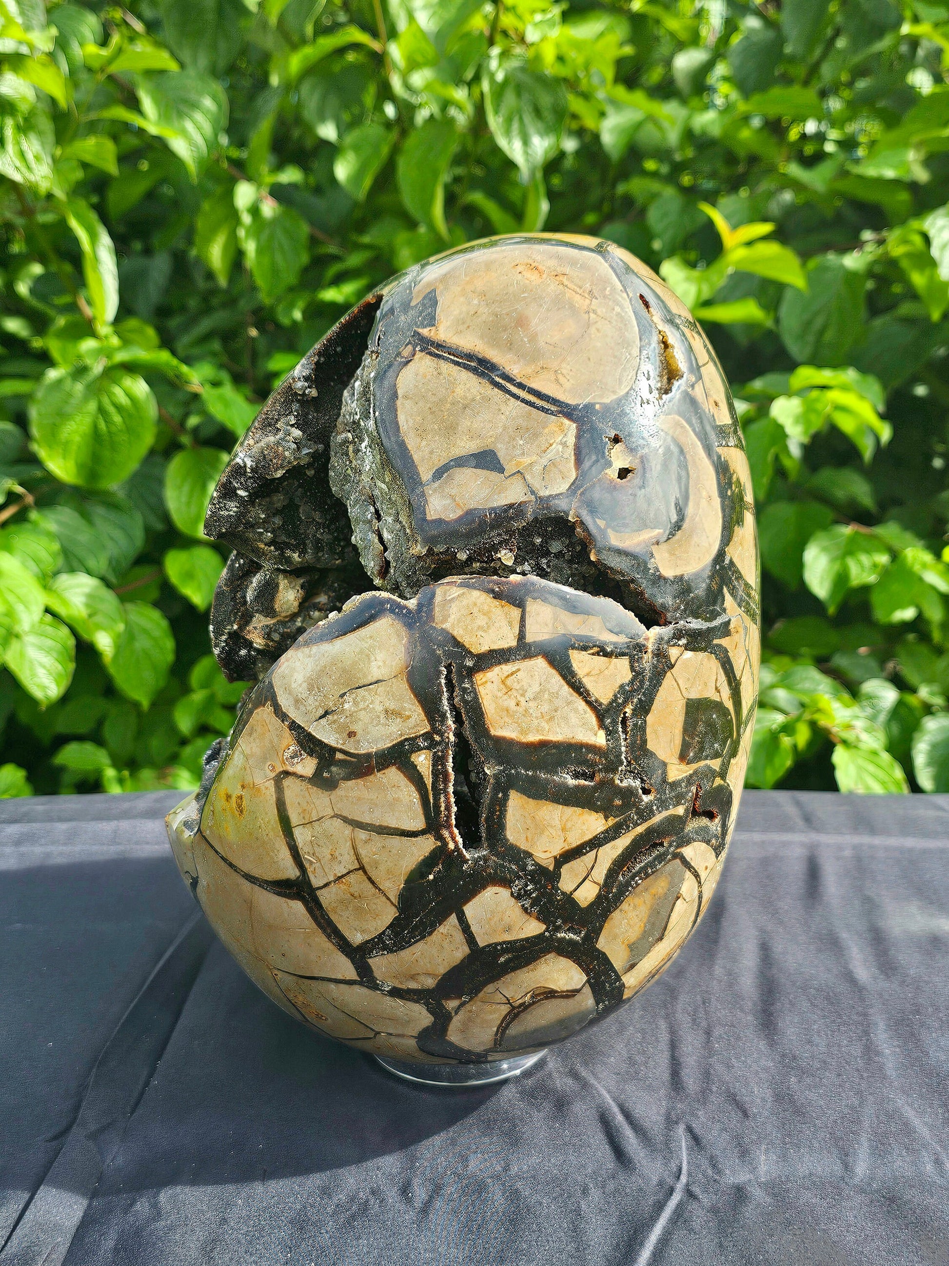 XL  septarian crystal egg