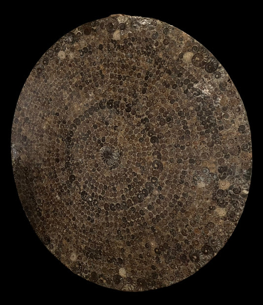 #6 The Giant 'Swirling Ammonites' Fossil Display Piece