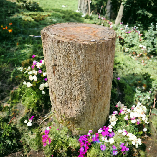 very large petrified fossil wood