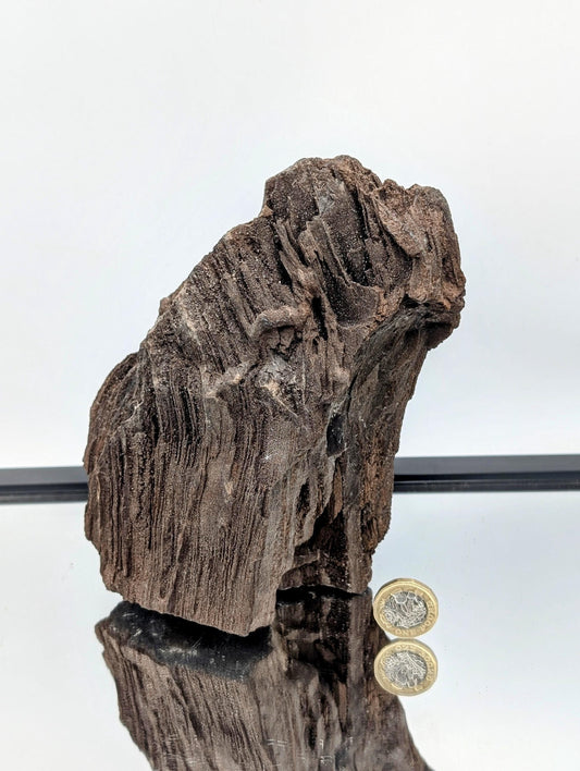 Petrified wood with sparkling quartz druzy, perfect for unique home decor.