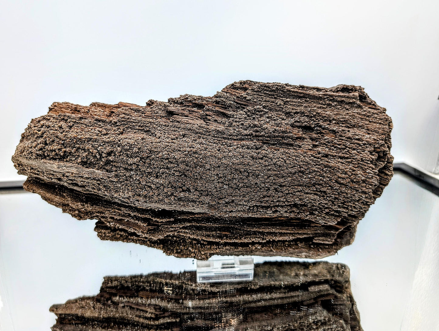 Petrified wood adorned with quartz crystals, ideal for collectors.