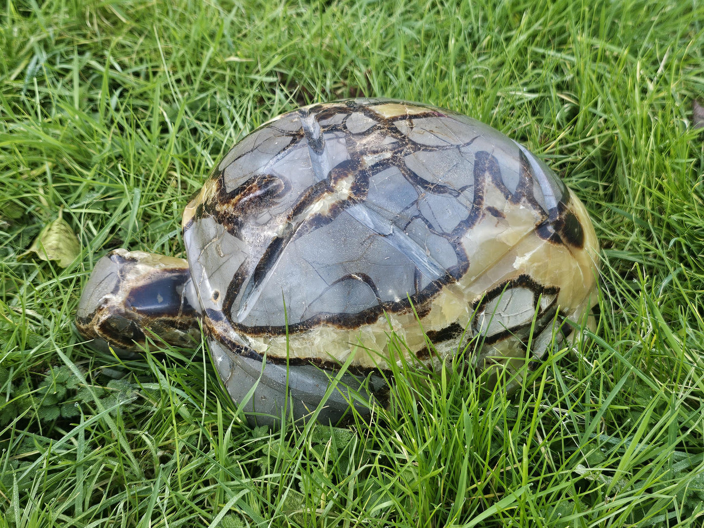 Hand-carved Septarian Crystal Turtle from Madagascar, ideal for collectors and home decor.