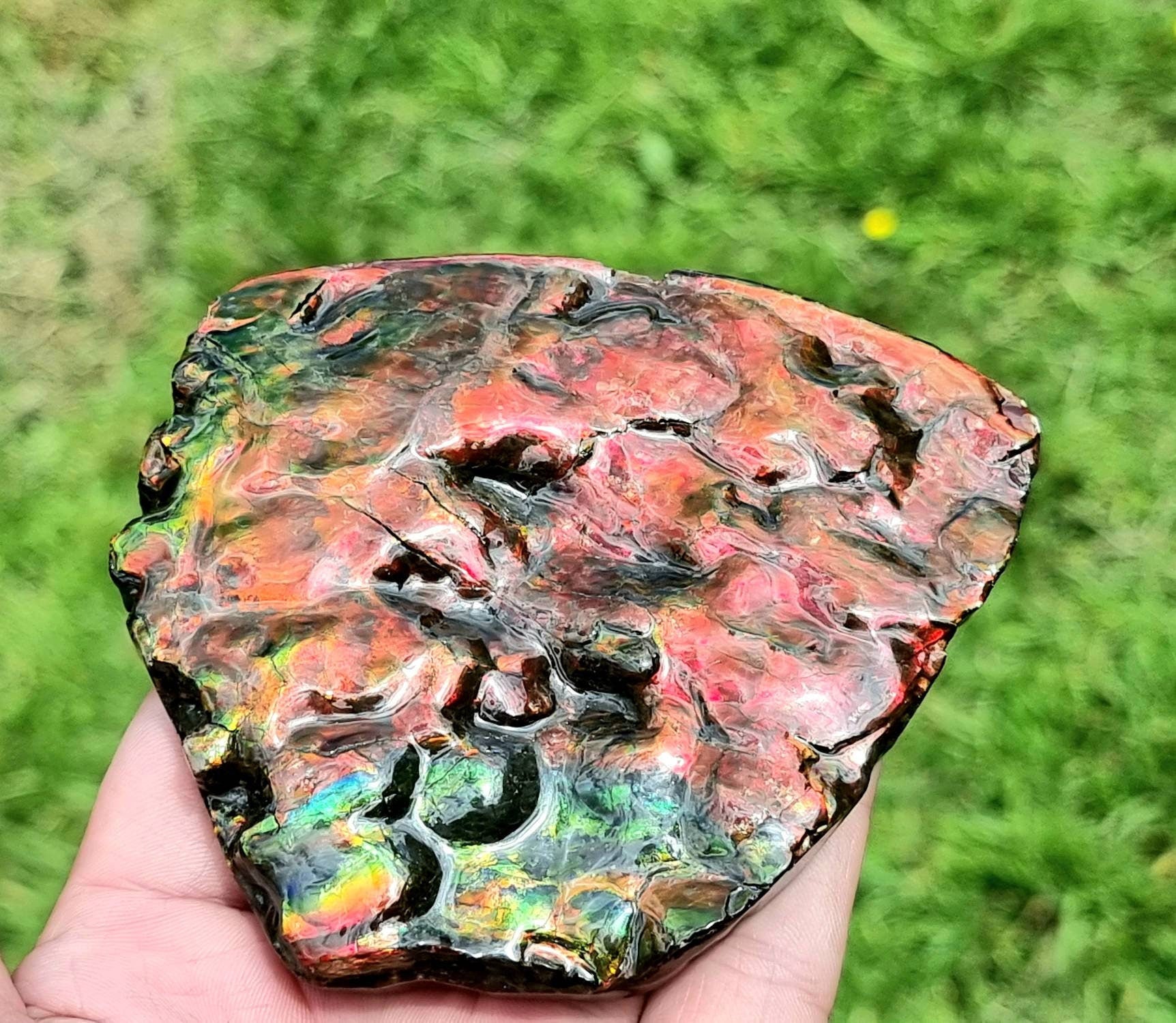 Canadian Ammolite crystal gemstone