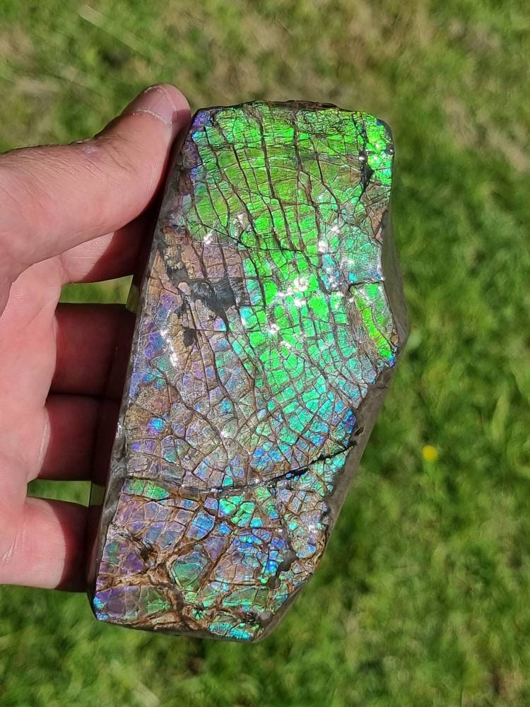 40ap) Large Ammolite Crystal Gemstone