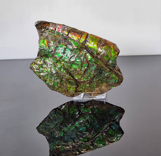 Canadian Ammolite crystal gemstone