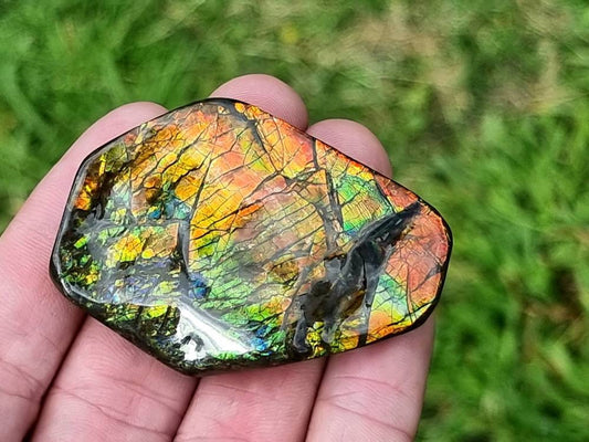 Canadian Ammolite crystal gemstone