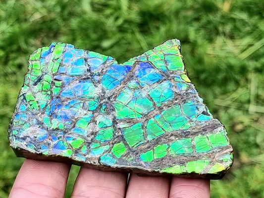 Canadian Ammolite crystal gemstone blue green