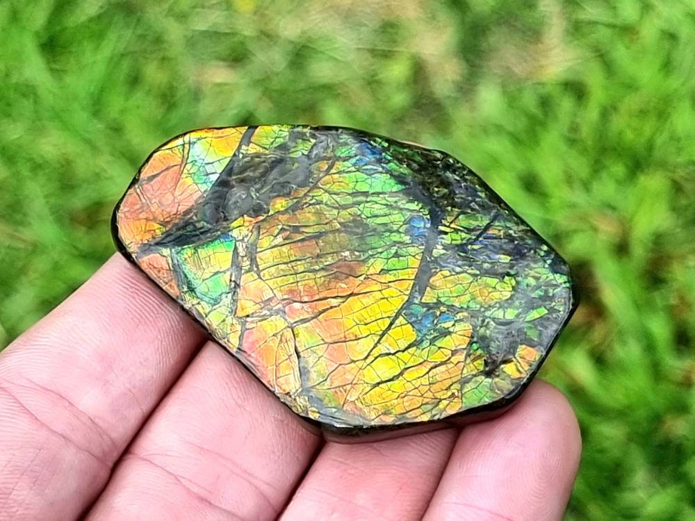 35ap) Ammolite Crystal Gemstone