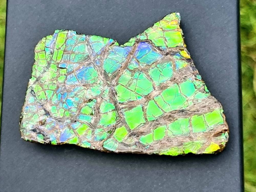 33ap) Ammolite Crystal Gemstone Blue Green