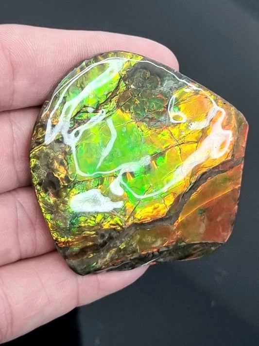 Canadian Ammolite crystal gemstone