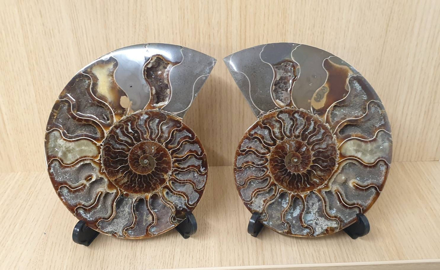 18) Large Ammonite Fossil Pair