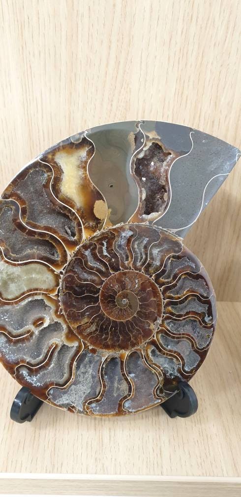 18) Large Ammonite Fossil Pair