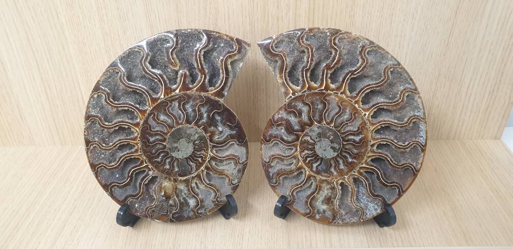 16) High Quality Large Ammonite Fossil Pair