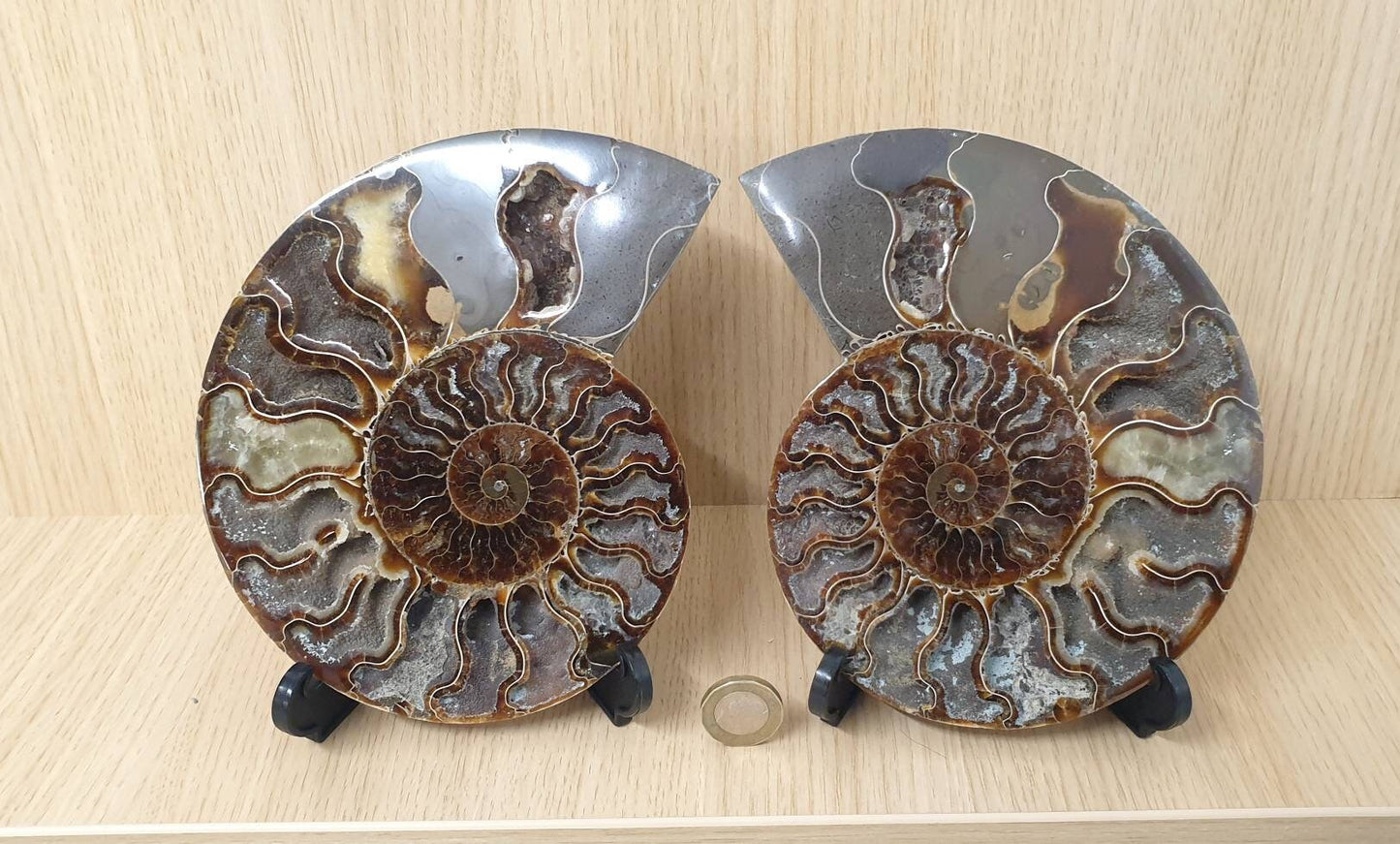 18) Large Ammonite Fossil Pair