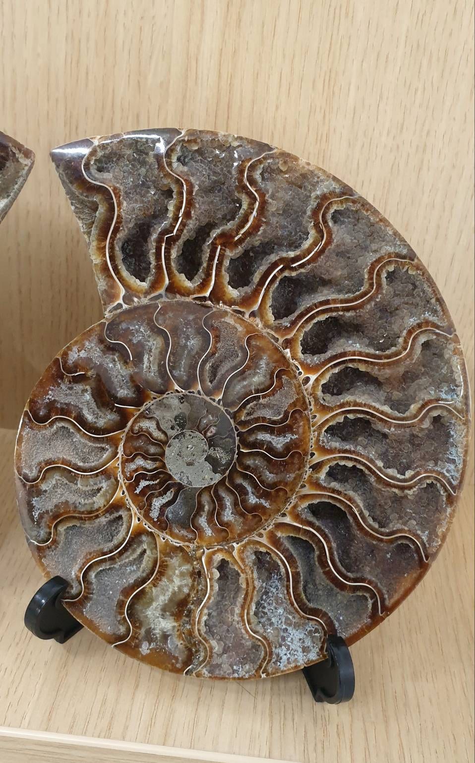 16) High Quality Large Ammonite Fossil Pair