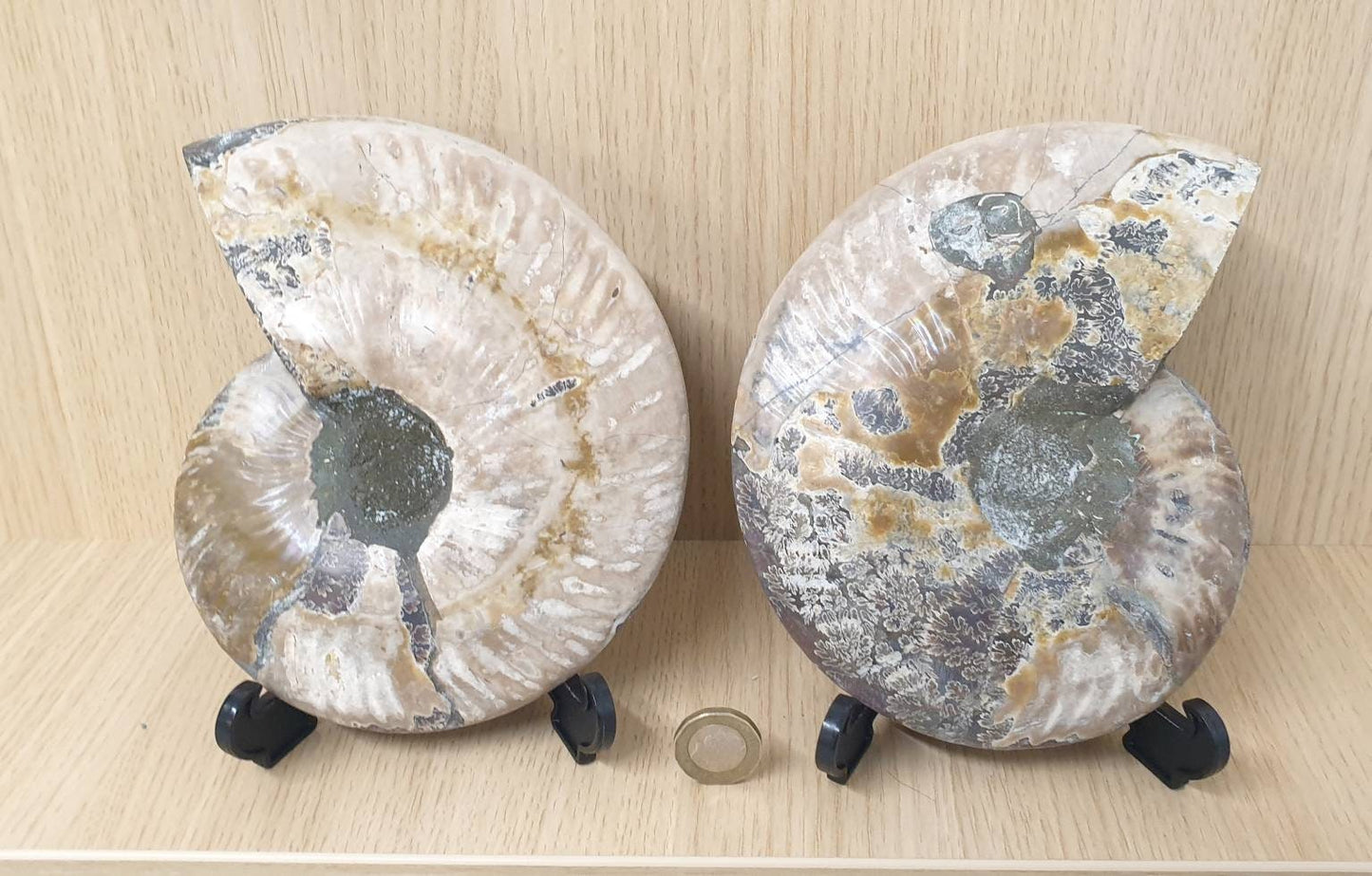 18) Large Ammonite Fossil Pair