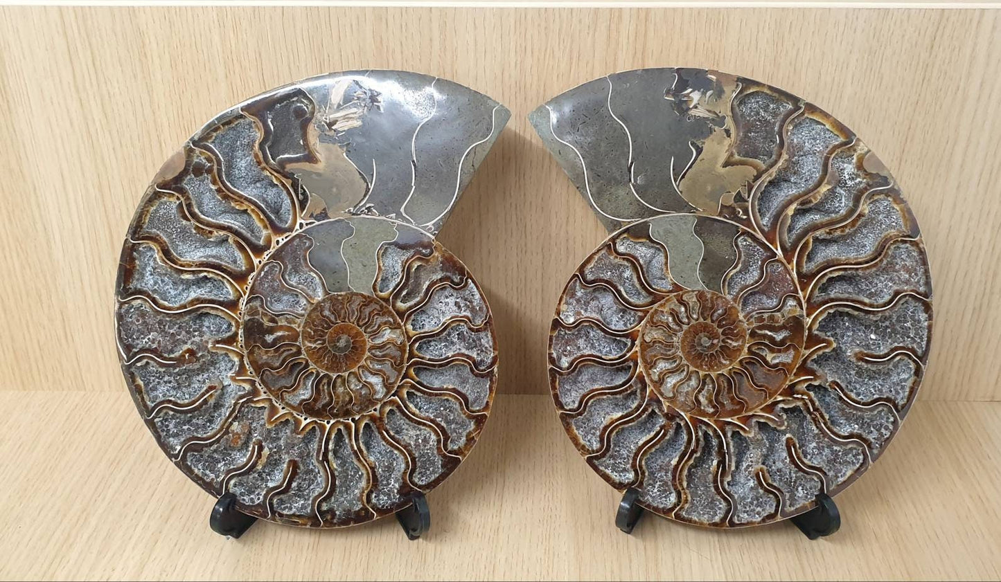 13) Large Ammonite Fossil Pair