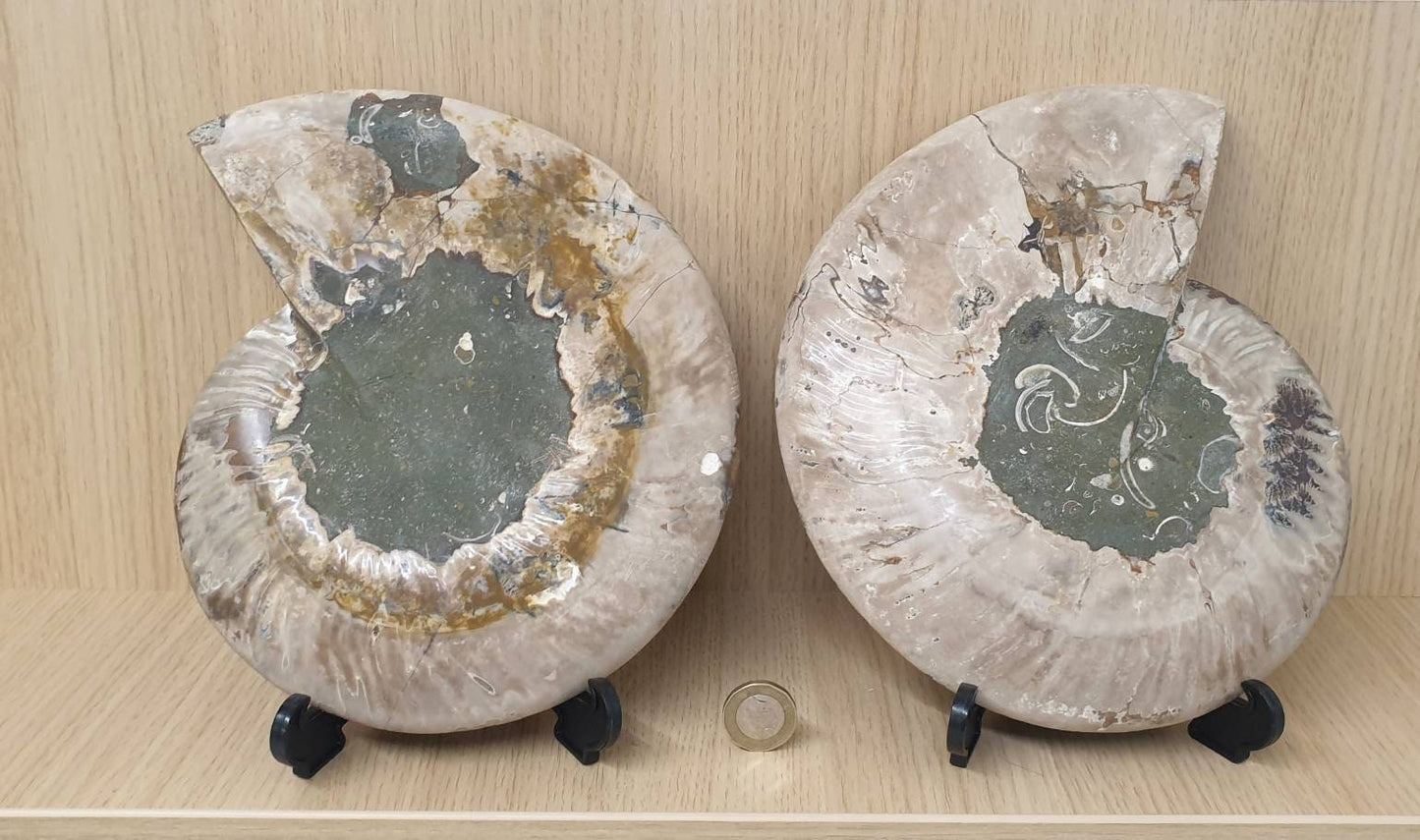 13) Large Ammonite Fossil Pair