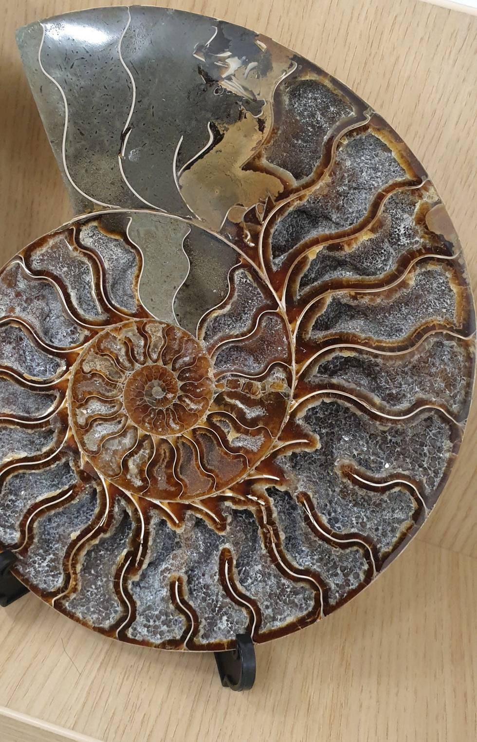 13) Large Ammonite Fossil Pair