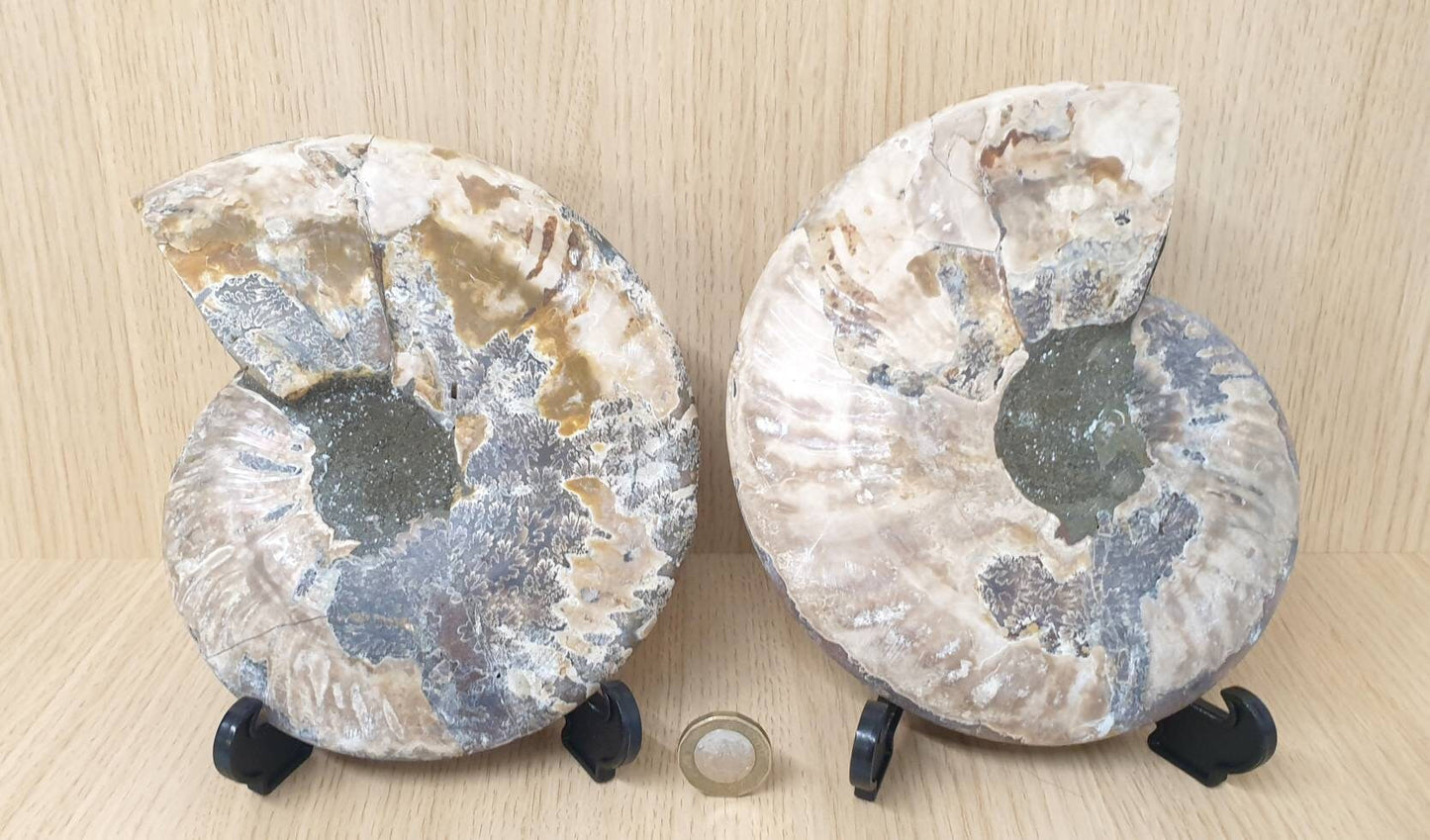 16) High Quality Large Ammonite Fossil Pair