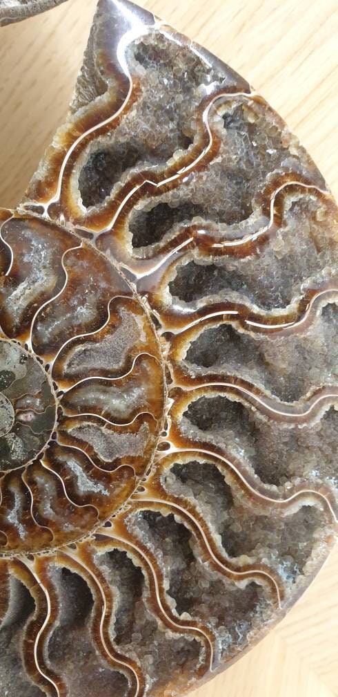 16) High Quality Large Ammonite Fossil Pair