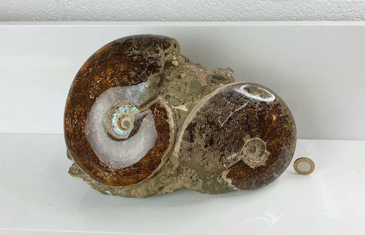 15) Ammonite Fossil Cleoniceras Doubke Whole