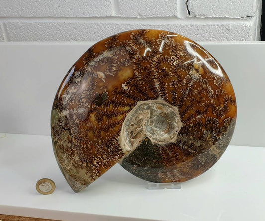 9) Large Ammonite Fossil Cleoniceras Whole 2.26KG