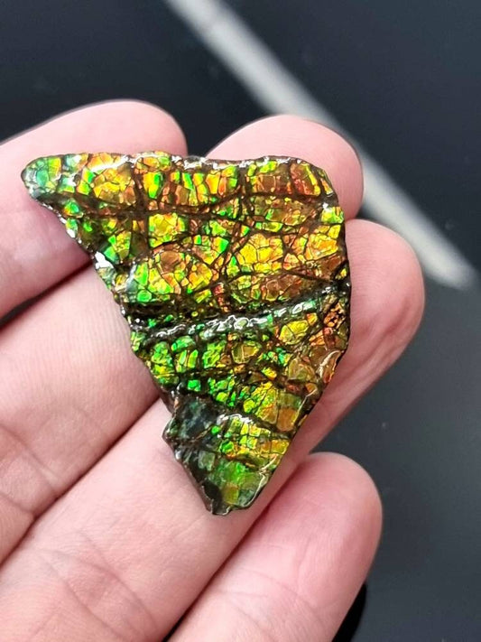 24am) Ammolite Crystal Gemstone