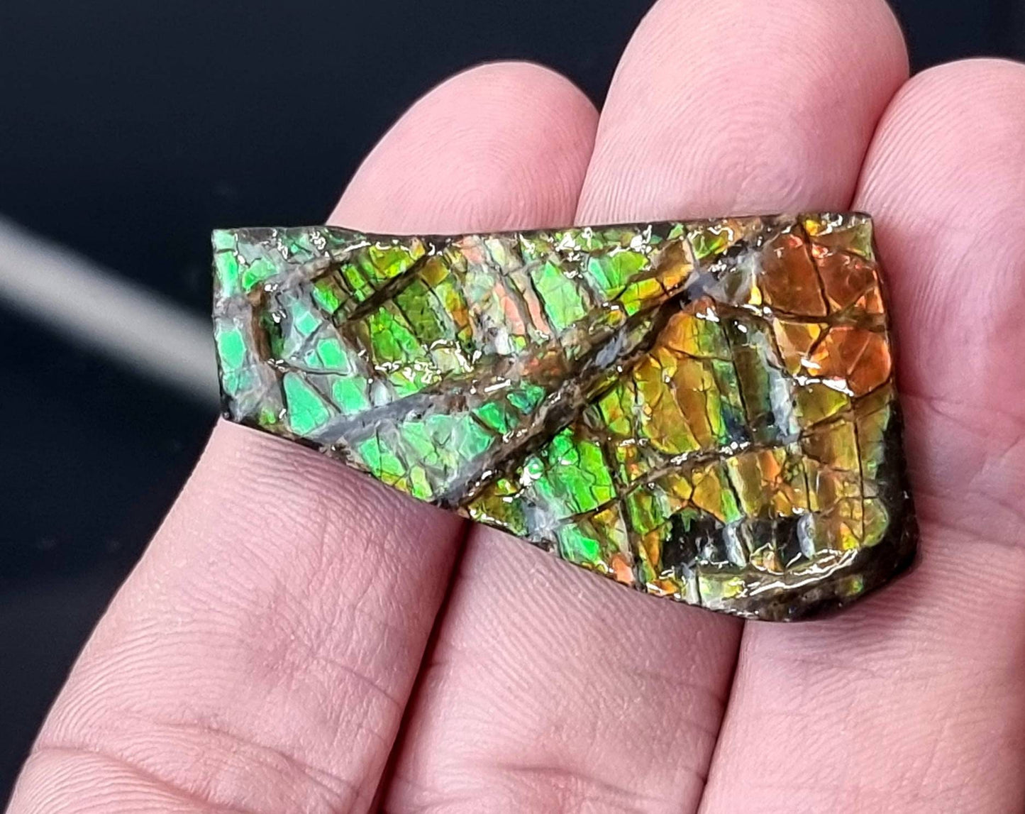 ammolite crystal gemstone canada