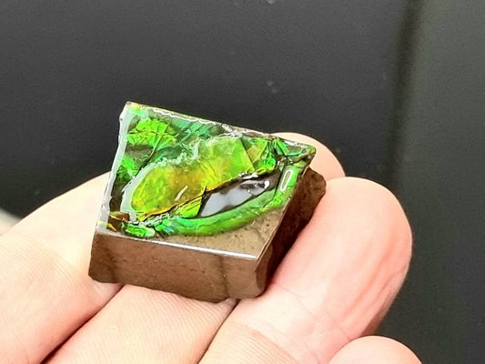 ammolite crystal gemstone canada