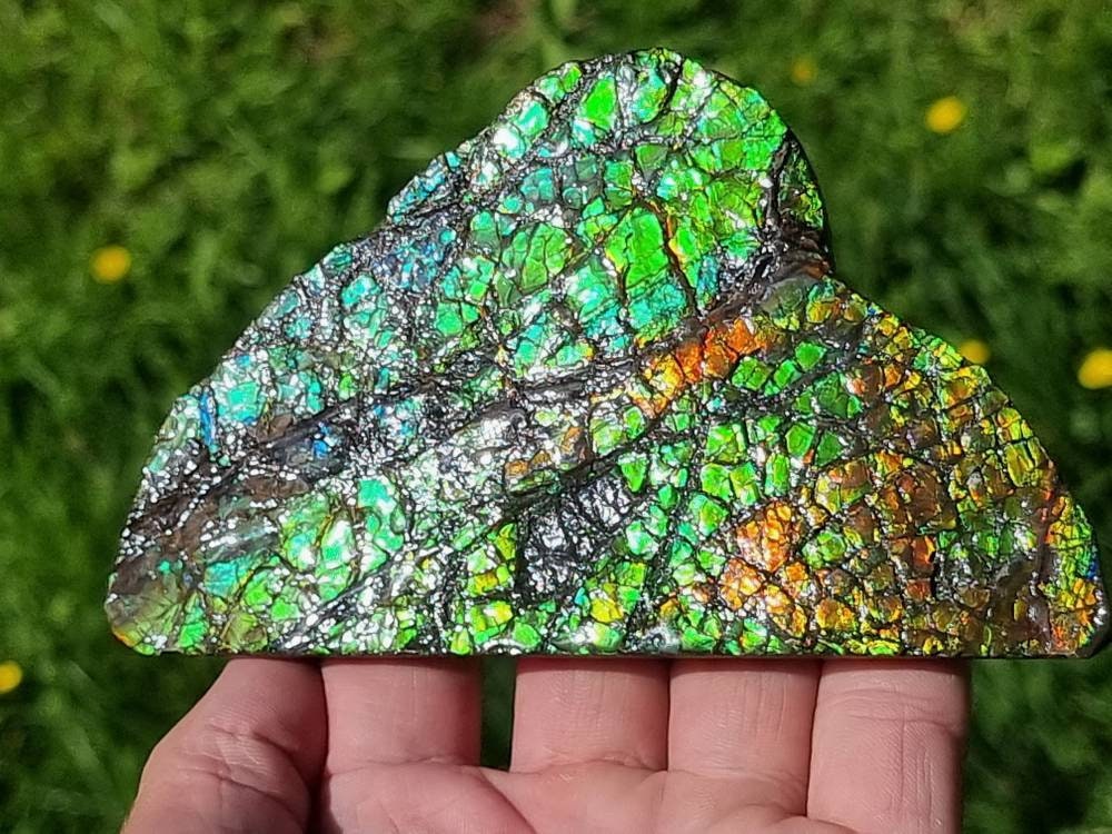 Large Ammolite Crystal Gemstone