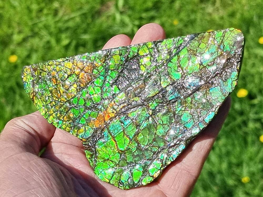 Large Ammolite Crystal Gemstone