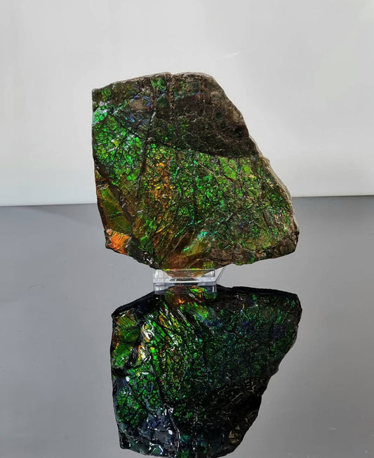 large ammolite crystal gemstone canada